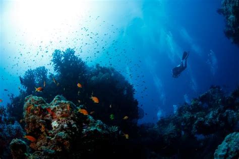 The Favorite Dive Spots Of Jacques Cousteaus Dive Master