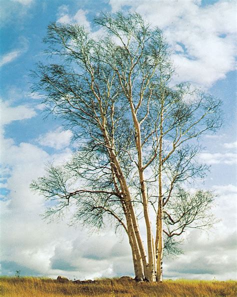 Birch Description Tree Major Species And Facts Britannica