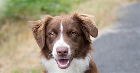 Shelter Dogs Of Portland Brittany Smart And Active Australian Shepherd