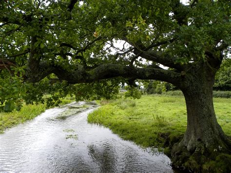 Oak Tree Alongside River Itchen Alresford Hampshire Flickr