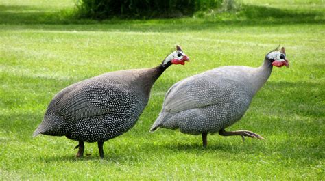 Free Images Bird Prairie Wildlife Fauna Galliformes Vertebrate