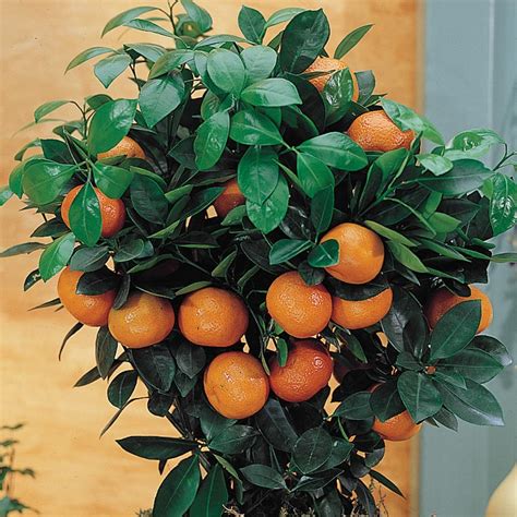 Dwarf Calamondin Orange Gurneys Seed And Nursery Co