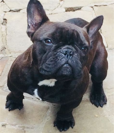 The goals and purposes of this breed standard include it is generally accepted that the french bulldog was developed in france, using the miniature or the french bulldog's appearance is that of an active, intelligent, muscular dog, powerful for its small size. Due in season Adult French KC reg Bb choc and blue ...
