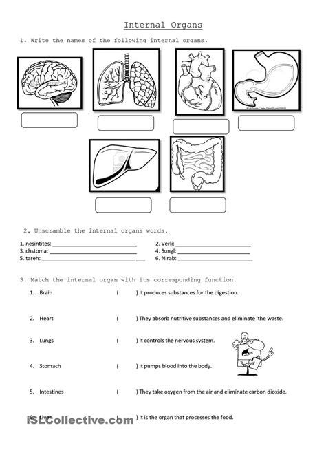 Human Body For 5th Graders