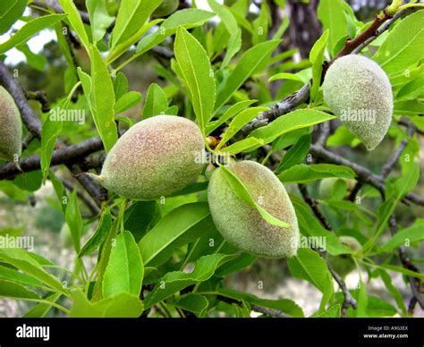 Sweet Almond Prunus Amygdalus Var Dulcis Prunus Dulcis Var Dulcis