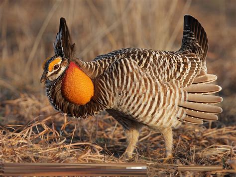 The Greater Prairie Chicken Is A Type Of Large Grouse This Bird
