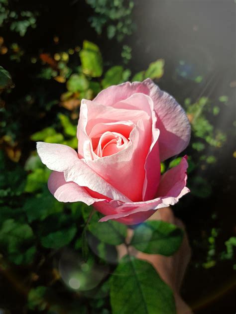 beautiful, Rose, Garden Wallpapers HD / Desktop and Mobile ...