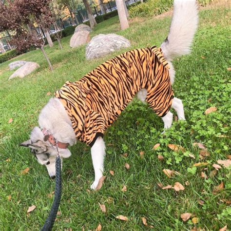 Tiger Dog Costumes For Halloween Pet Halloween Costume Dog Etsy