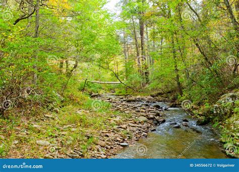 Forest Creek In Autumn Stock Photo Image Of Forest 34556672
