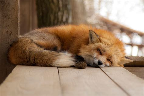 How Foxes Are Domesticating Themselves