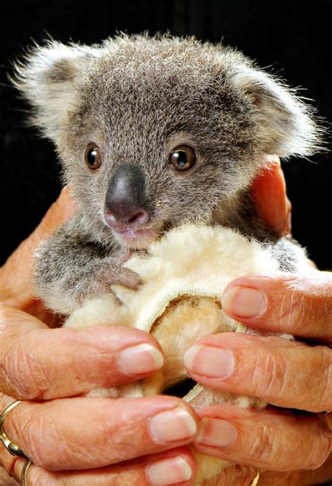 This Orphaned Koala Is The Cutest Thing You Will See Today Koala