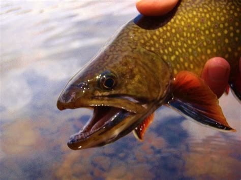 The Quiet Fly Fisher Southern Utah Fly Fishing Guide Service And Fly Shop Brook Trout