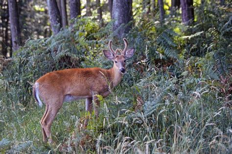 White Tailed Deer In A Forest Stock Photo Image Of Peaceful Quiet