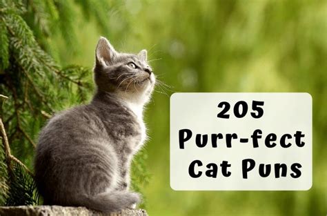 205 Best Cat Puns And Jokes That Are Simply Paw Some