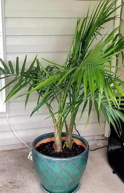 Potted Palm Trees Potted Palms Container Gardening Flowers Garden