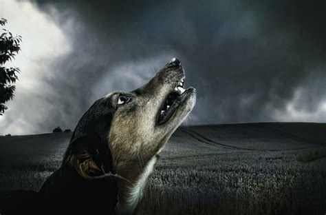 Why Do Dogs Hate Thunder So Much Dog Discoveries