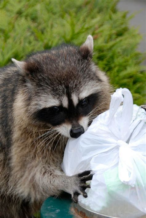 We actually started to get a lot more rain in the dry season because the ocean is still so warm.</p. Raccoons often raid garbage cans in search of food, and ...