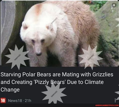 Starving Polar Bears Are Mating With Grizzlies And Creating Pizzly