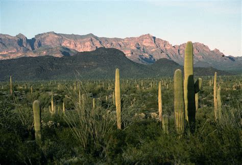 However, we'll assume the goal is. How Cacti Can Live without Water