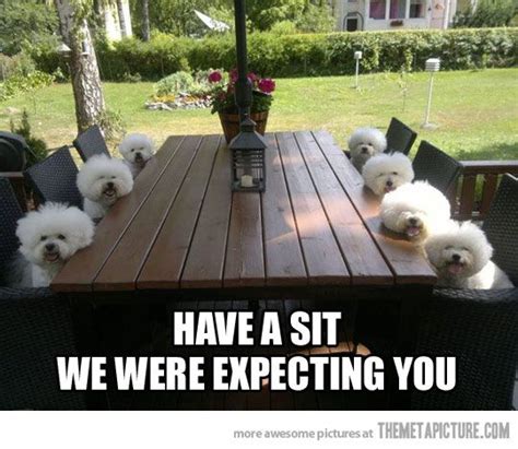 Have A Sitwe Were Expecting You Bichon Cute Animals Cute Puppies
