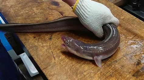 Adults Only Japanese Live Eel Killing And Cleaning Skills Edible