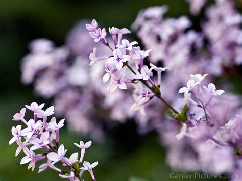 How To Plant And Grow Lilacs Garden Pictures