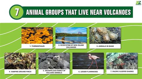 These 7 Animal Groups Live Near Volcanoes Heres Why A Z Animals