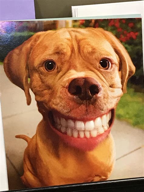 Blursed Smiling Dog Rblursedimages