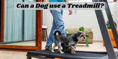 Can Dogs Use Treadmills Beneficial Or Dangerous Bowwowtech