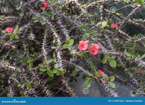 A Thorny Bush And An Olive Tree Stock Photography