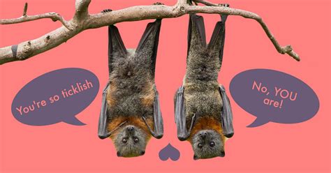 Bats Are Great At Sex And Love Foreplay By Ilana Gordon Omgfacts Medium