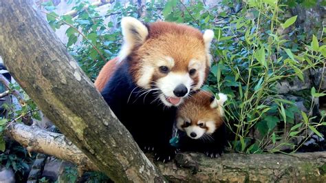 Red Panda Cub Explores And Climbs With Mom Youtube