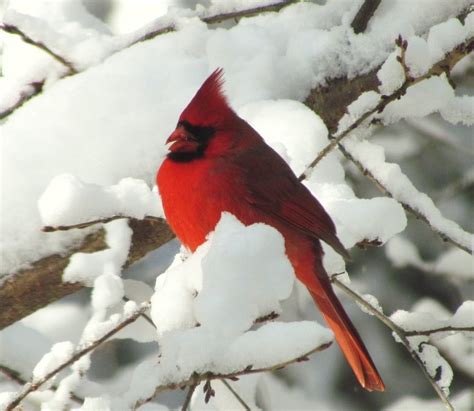 48 Cardinals In The Snow Wallpaper On Wallpapersafari
