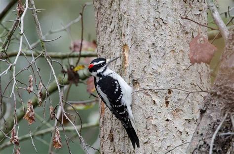 7 Most Stunning Woodpeckers In Indiana To Look For Downy Woodpecker