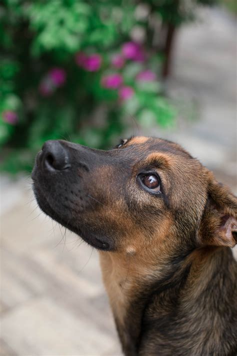 Puppy Love Athena The Labgerman Shepherd Mix Daily Dog Tag