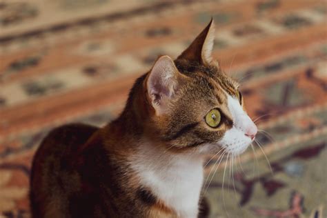 White And Brown Cat · Free Stock Photo