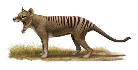 Thylacine By Olorotitan On Deviantart