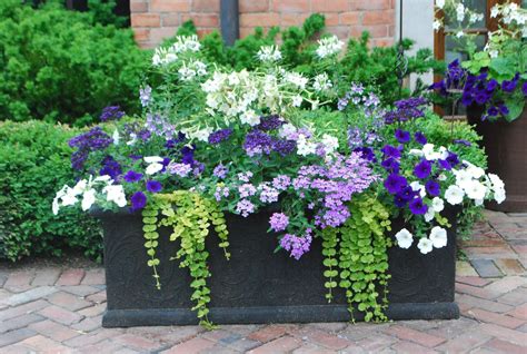 Beautiful Container Gardening Flowers 200 Container
