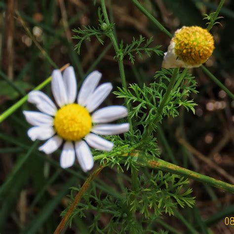 Anthemis Cotula Stinking Mayweed Dog Fennel 10000 Things Of The