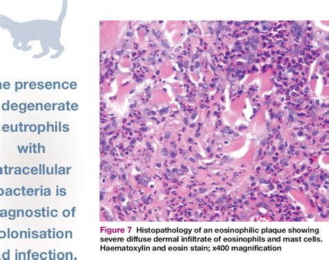 Feline Eosinophilic Granuloma Complexities Semantic Scholar