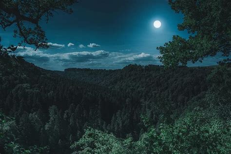 Nature Forest Landscape At Night Black Forest Dark Mystical Full