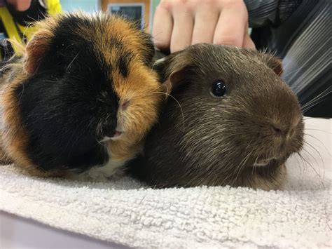 March Is Adopt A Guinea Pig Month Greenhill Humane Society