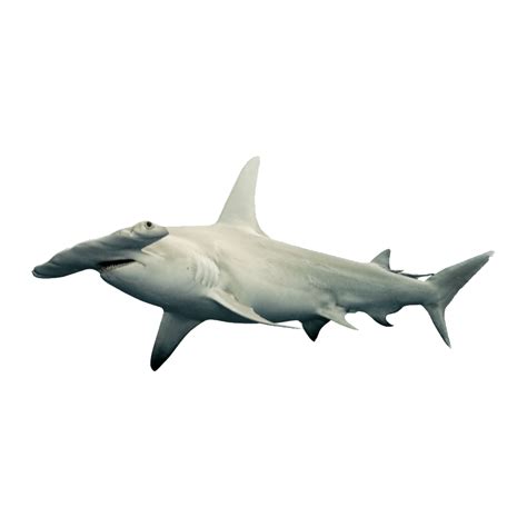 Shark Images Photo Clipart Iphone Wallpaper Ios Summer Icon