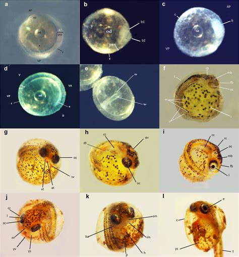 Is the zygote stage unicellular. a STAGE 1: Zygote with blastodisc (30x): (c) chorion, (ed ...