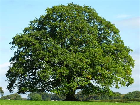 Old Oak Tree What A Beautiful Example Of An Old Oak Tree T Flickr