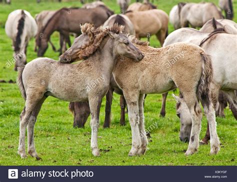 duelmen pony dulmen pony duelmener wildpferd dulmener wildpferd equus przewalskii  caballus