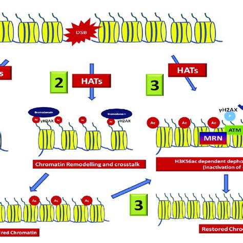 Different Roles Of Histone Acetylation At The Dsb At The Dsb