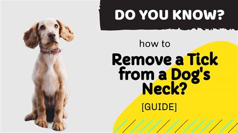 The Complete Guide To Tick Removal From Dogs Necks