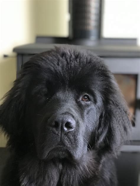 Newfoundland Puppies For Sale In Ny Puppies