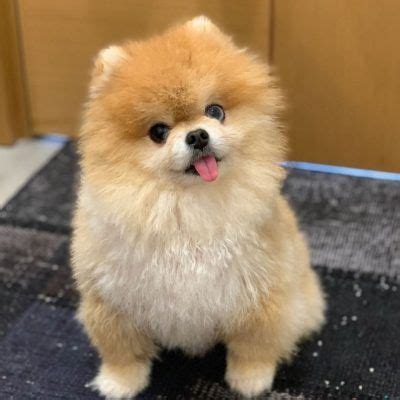 Ethics come into question with. Teacup Pomeranian Pomeranian Dog Price In Amazon